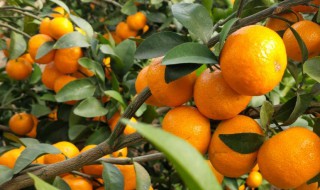 肇庆特产都有什么 肇庆特产都有什么