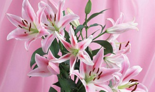 编笠百合花语是什么 百合花语百度百科