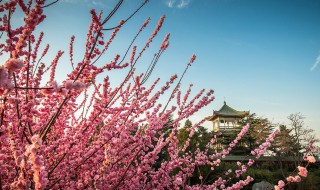 梅花的含义是什么 梅花的意蕴是什么