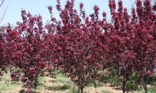 红宝石花图片及养殖方法（红宝石花图片及养殖方法）