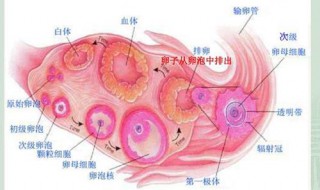 成熟卵泡应该具有哪些结构?（成熟卵泡内有哪些结构）