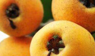 生枇杷怎么吃 生枇杷怎么吃效果最好