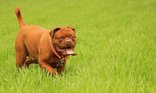 梅西的狗是什么品种 梅西爱犬是什么狗