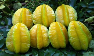 杨桃怎么看熟不熟（杨桃怎么看熟不熟呢）