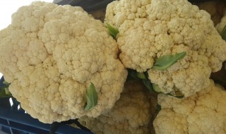 花椰菜是什么科属（花椰菜是什么植物）