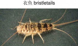 如何找到衣鱼虫的窝 衣鱼虫的窝一般在哪儿有