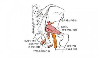 坐骨大孔由什么围成（围成坐骨小孔的是什么）