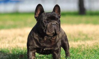 黑嘴虎斑犬纯吗 虎斑犬好吗?