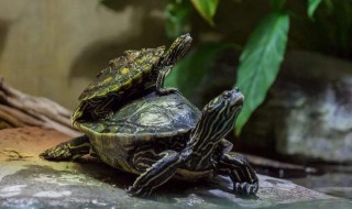 地图龟为什么是哈士奇（地图龟为什么是哈士奇龟）