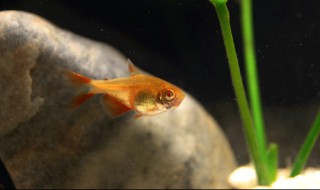 20厘米小鱼缸养什么鱼（20厘米小鱼缸养什么鱼好）