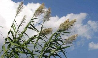 芦花飞时是什么季节 芦花飘是什么季节