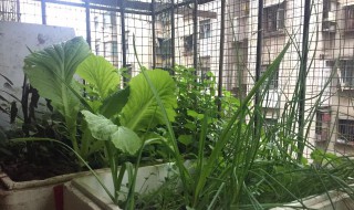 用泡沫箱种菜底下需要扎孔吗（用泡沫箱种菜要打孔吗）