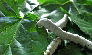 怎样展示蚕的一生模型（怎样展示蚕的一生模型图片）