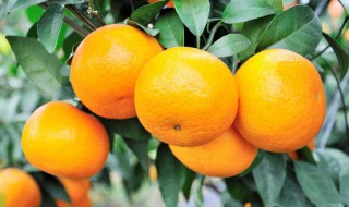 澳桔是哪里产的(澳桔是哪里产的水果)