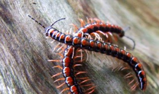 家里有蜈蚣怎么回事（家里有蜈蚣怎么回事?）