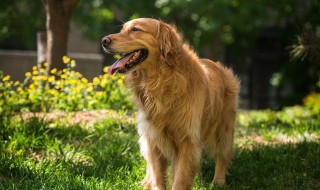 金毛有攻击性吗（金毛有攻击性吗知乎）