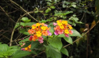 臭花草的功效与作用是什么（臭花草的功效与作用是什么呢）