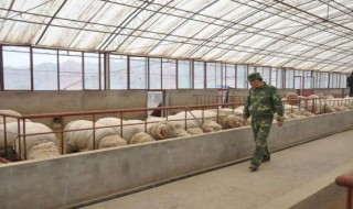 北方羊舍冬天怎么保温（北方冬季羊舍保温）