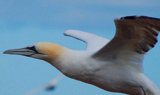 海鸥又叫什么 海鸥还有什么名称