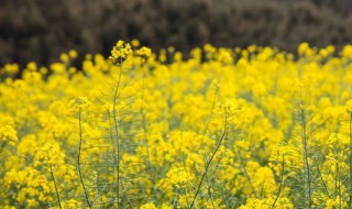 如何用经典语句形容春天油菜花开了 如何用经典语句形容春天油菜花开了的句子