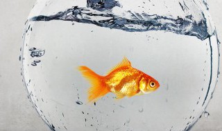 如何写私人鱼塘警示牌 如何写私人鱼塘警示牌免责