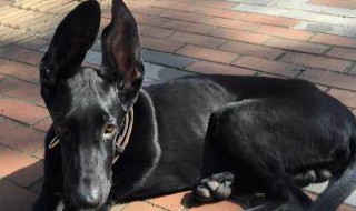 耳朵大尾巴细长大嘴是什么狗 耳朵大嘴巴长的狗