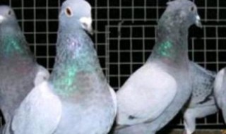 第一次养鸽子买成鸽还是幼鸽（买鸽子是买成年鸽好还是幼鸽好）