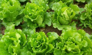 蔬菜用什么复合肥好 种菜用什么复合肥比较好