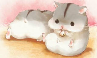 仓鼠身份证制作 仓鼠证件照