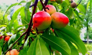 油桃园用什么灌溉设备好? 简述油桃园的灌溉设备