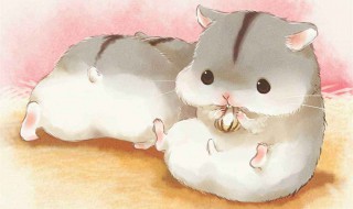 用面粉给仓鼠做食物 仓鼠可以吃面粉跟淀粉做的东西