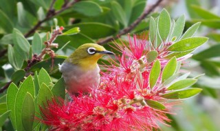 花和鸟的寓意是什么（花和鸟的寓意是什么成语）
