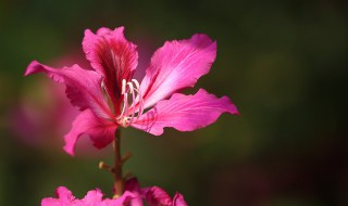 香港省花是什么 香港的港花是什么花?