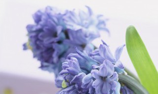 鸡肋是什么意思网络 网络鸡肋是什么意思啊