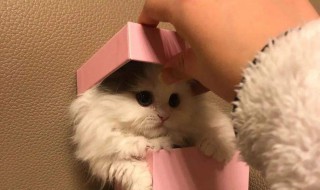 送猫咪怎么发朋友圈(宠物猫送人怎么发朋友圈)