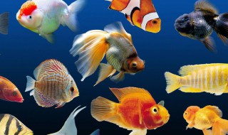 十大新手养不死的淡水观赏鱼 十大新手养不死的淡水观赏鱼品种