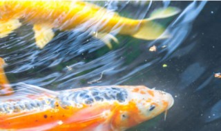 锦鲤为什么不繁殖（锦鲤为啥不繁殖）