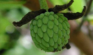 番荔枝如何判断生熟（荔枝怎么判断生熟）