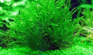 什么草喂鱼最好? 什么草喂鱼最好用