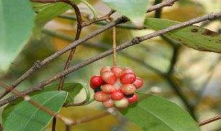 小血藤的功效与作用 小血藤的功效与作用的功能与主治