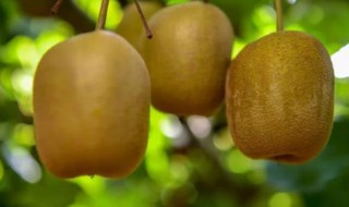 奇异果很硬怎么让它熟 奇异果怎么是硬的