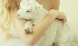 小狗被大狗咬伤了尾巴化脓感染咋办（小狗被大狗咬伤了尾巴化脓感染咋办啊）