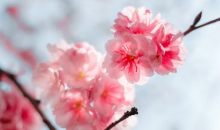 三月为什么叫雩风 雩风是指哪个月