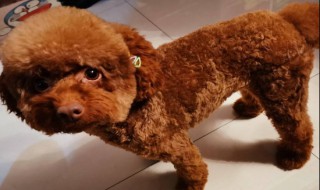 泰迪要多大才不粘人 泰迪多大就不粘人了