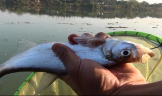 西南风怎样才能钓到鱼 西南风怎么钓鱼