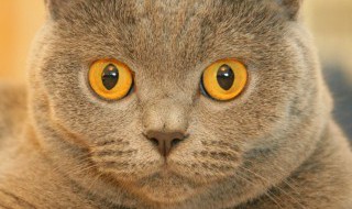 桑代克饿猫迷笼实验说明了什么? 桑代克饿猫迷笼实验说明了什么