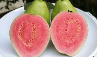 番石榴是吃皮还是吃瓤（番石榴的皮和瓤都能吃吗）