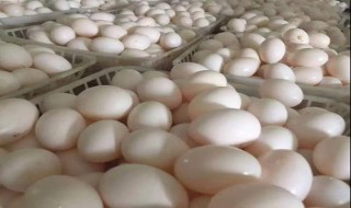 鸽蛋的营养价值 鸽蛋的营养价值与功效