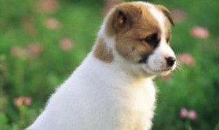 狗会对主人产生感情吗 狗会对主人产生感情吗为什么