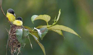 鸟怕什么用什么赶走它 什么能让鸟害怕